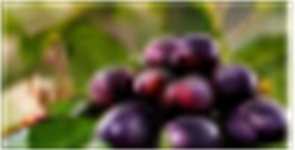 Fresh deep-purple Jamun berries